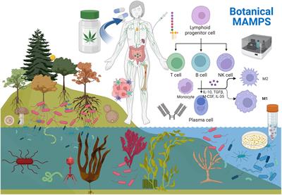 Plants against cancer: the immune-boosting herbal microbiome: not of the plant, but in the plant. Basic concepts, introduction, and future resource for vaccine adjuvant discovery
